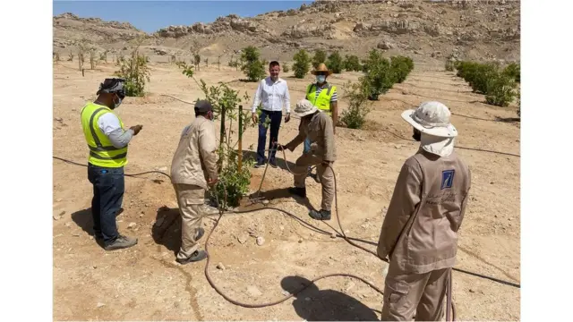 Tratamento de goiabeiras com argila natural líquida em Al Ain, Abu Dhabi