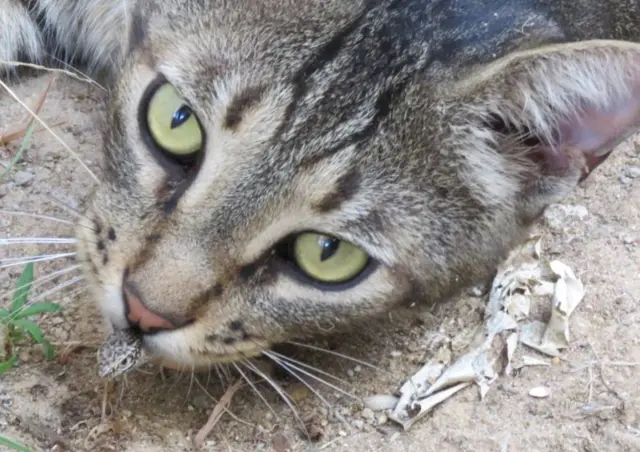 Gato caçando lagarto