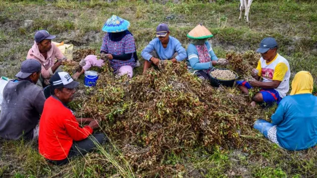 Agricultores separam amendoins na província de Sulawesi Central, na Indonésia