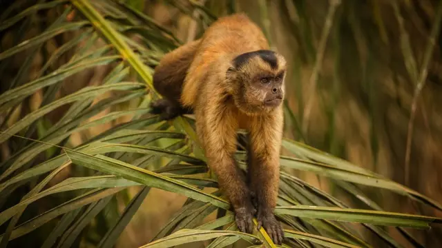 Macaco-prego em árvore no Pantanal