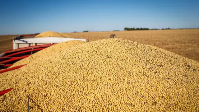 Campo de soja na Argentina