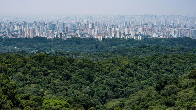 mata atlântica com cidade de São Paulo ao fundo