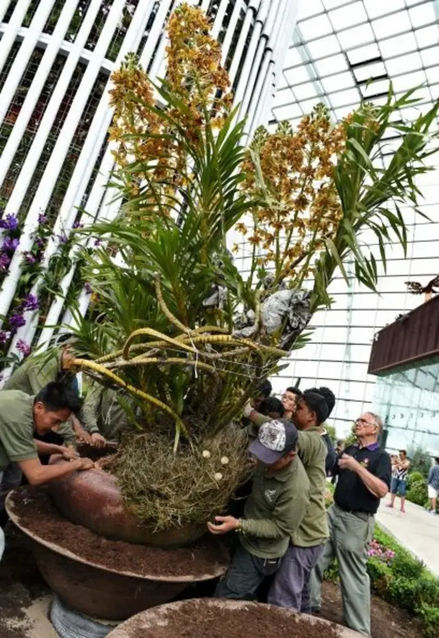 Pessoas carregando uma orquídea-tigre