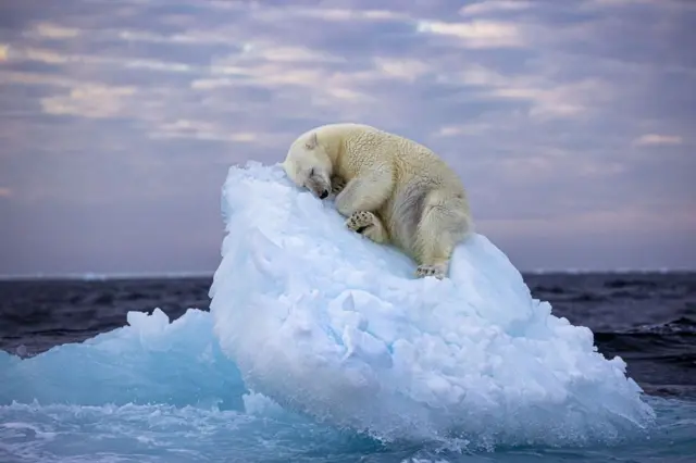 Imagem de um urso polar dormindo em um iceberg