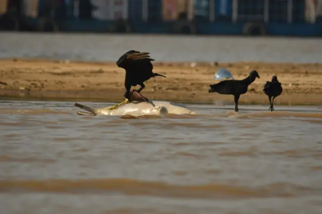 Aves comendo carcaça de boto