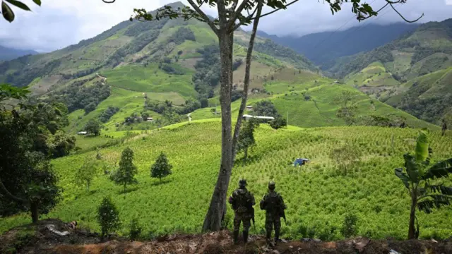 Dissidentes das Farc nas plantações de coca na Colômbia