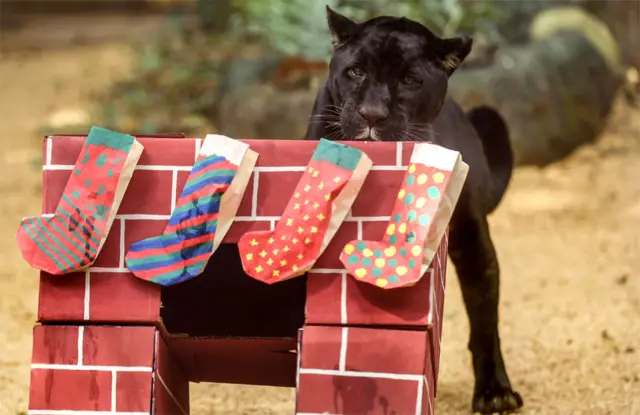 Na Colômbia, onça preta explora presente de Natal