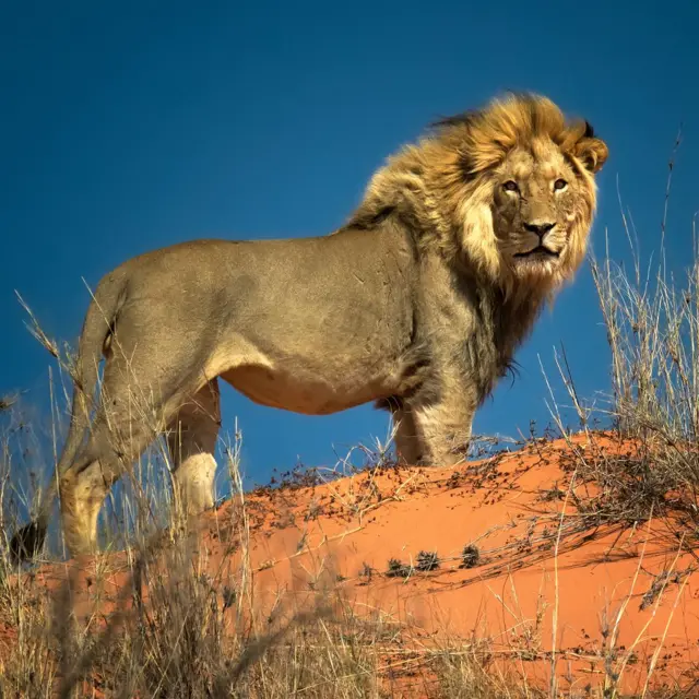 Leão no deserto de Kalahari