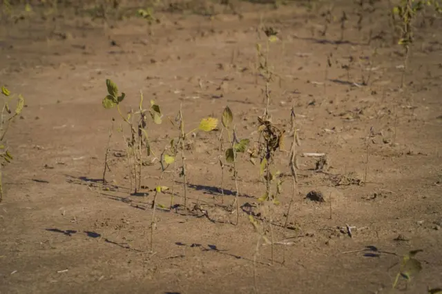 Planta de soja em campo na província de Santa Fé, Argentina, em meio à seca que o país passou até o primeiro semestre de 2023