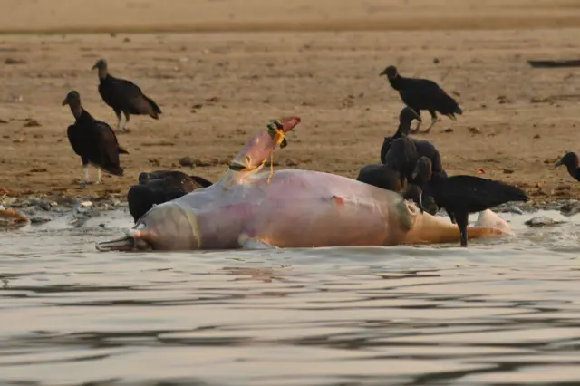 Morte de botos na Amazônia