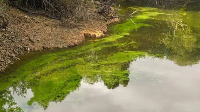 Reservatório de água com cianobactérias