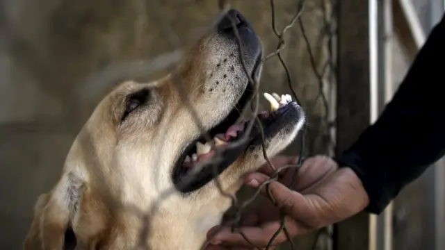 Segundo a OMS (Organização Mundial da Saúda), em países onde os cães comumente transmitem raiva, eles estão envolvidos em 99% dos casos da doença