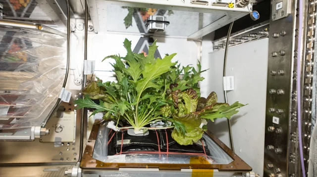 Plantas em ambiente de nave espacial