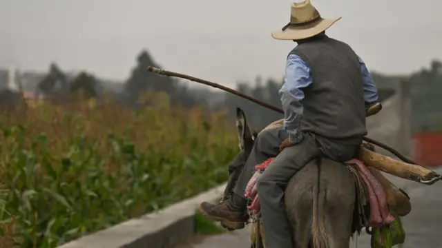 Um fazendeiro em Arequipa, no Peru, monta um burro