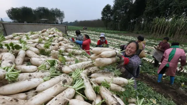 Mulheres chinesas de meia idade recolhem vegetais em um campo e os depositam em um caminhão