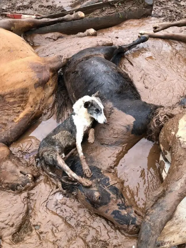 Cachorro em cima de cavalo em meio à lama