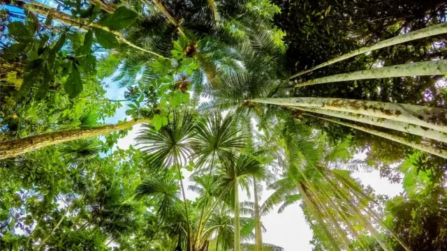 Palmeiras na Amazônia, Peru