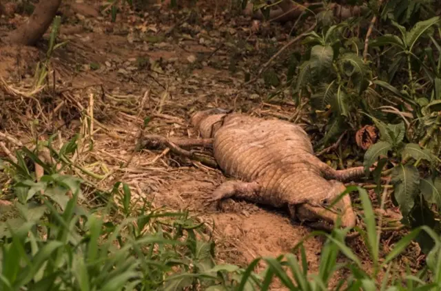 Animal morto no Pantanal