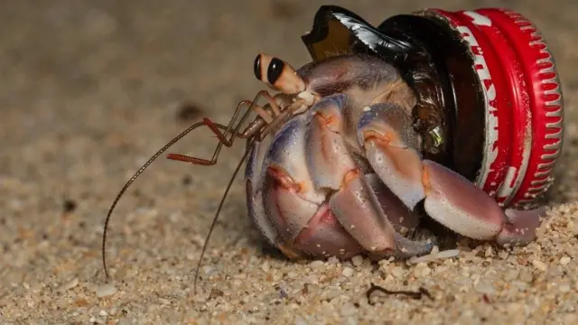 Caranguejo eremita em uma tampa de garrafa