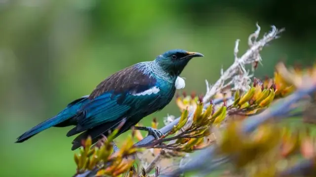 Pássaro azul