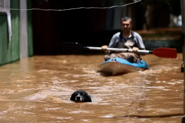 Cachorro nadando na enchente