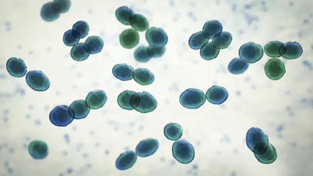 Imagem mostra a bactéria Lactococcus