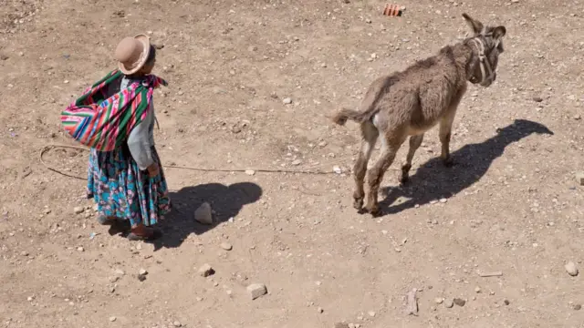 Uma mulher da etnia aymara, da Bolívia, vestida em estilo camponês, com saias, um grande pano colorido amarrado no pescoço como uma mochila e um chapéu, pastoreando um burro