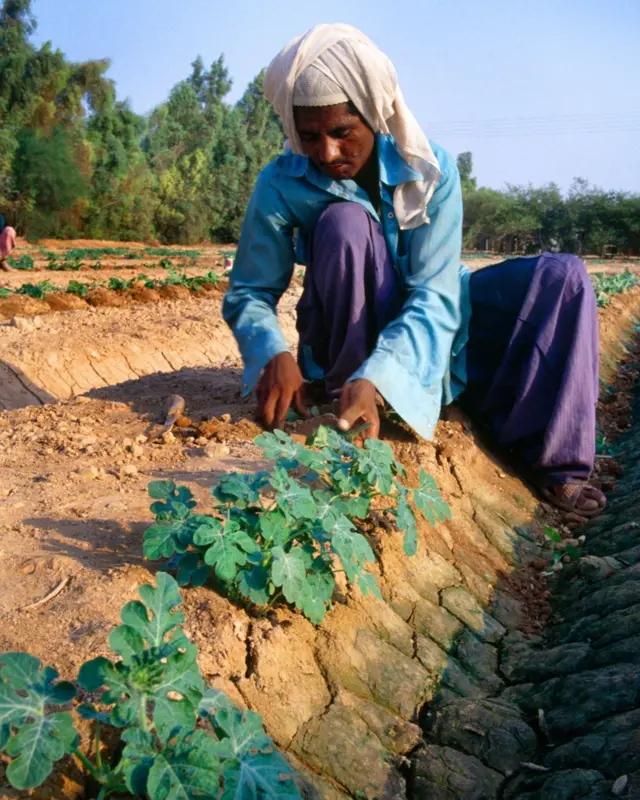 Um homem cuida do cultivo em uma fazenda experimental nos Emirados Árabes Unidos