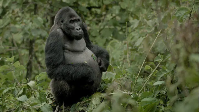 Mpungwe é um gorila de dorso prateado