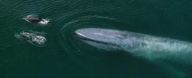 Baleia azul nadando no mar atrás de golfinhos