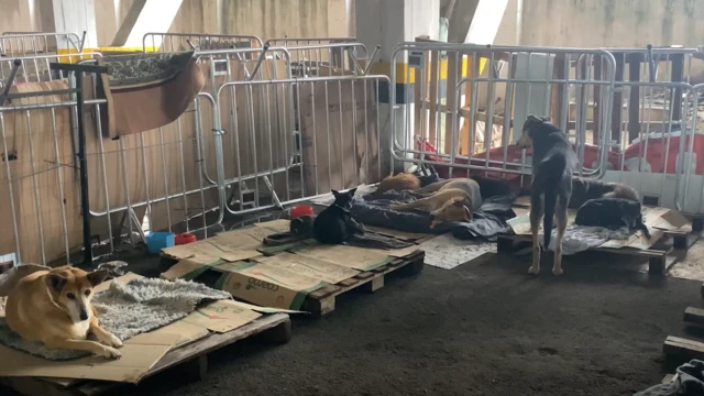 Cães em baias em estádio