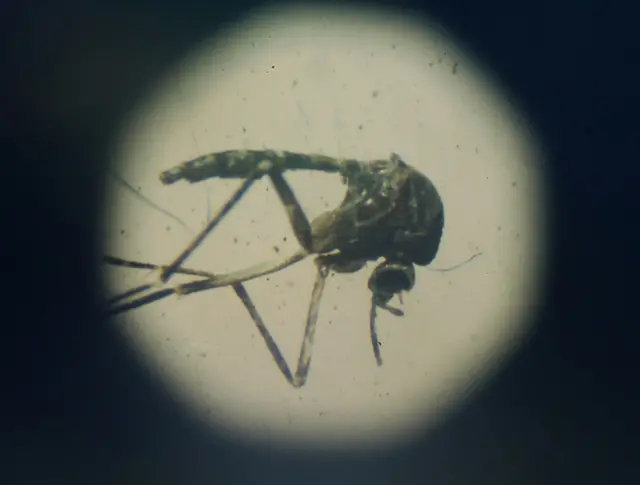 Aedes aegypti visto em um microscópio