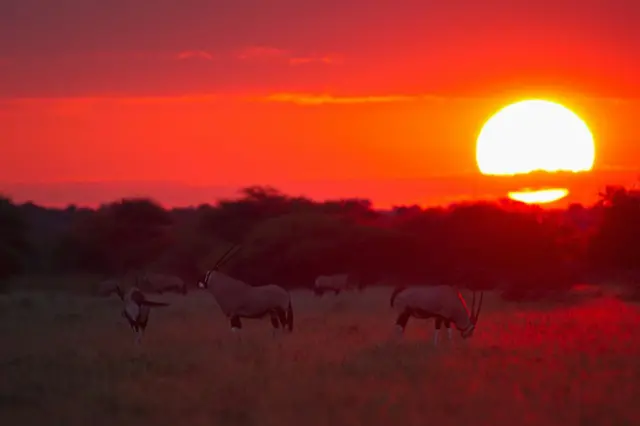 Pôr do sol vermelho com animais na grama e árvores