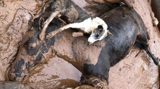 Foto colorida mostra cavalo morto na lama