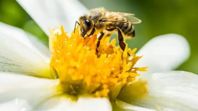 abelha em flor