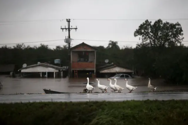 Gansos em área alagada em Eldorado do Sul