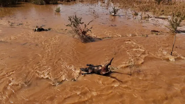 Foto de drone mostra gado afogado em meio a enxurrada