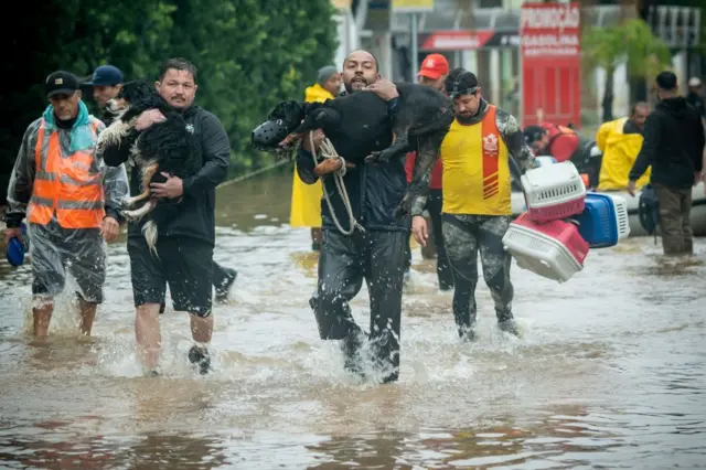 Voluntários resgatando cachorros em meio à enchente