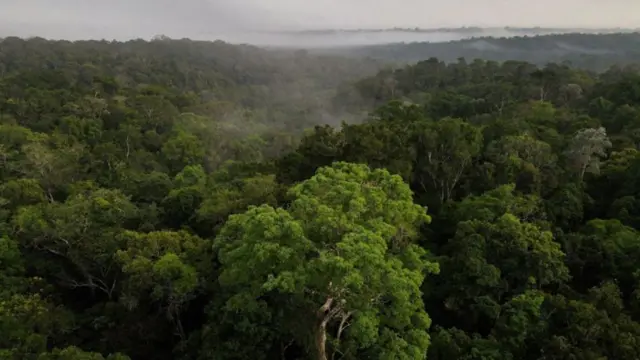 Floresta no Brasil