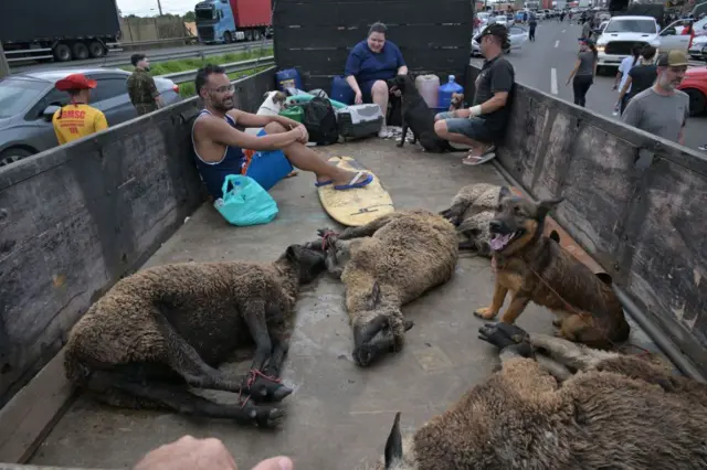 Animais resgatados na parte de trás de caminhão