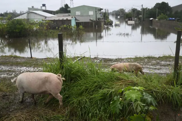 Porcos em área inundada