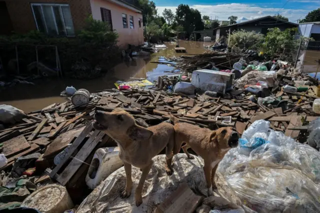 Cachorros latindo sobre detritos em meio à enchente