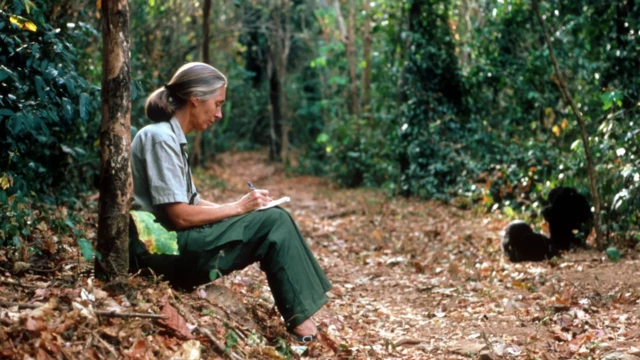  Goodall sentada em meio à floresta enquanto escreve em uma caderneta