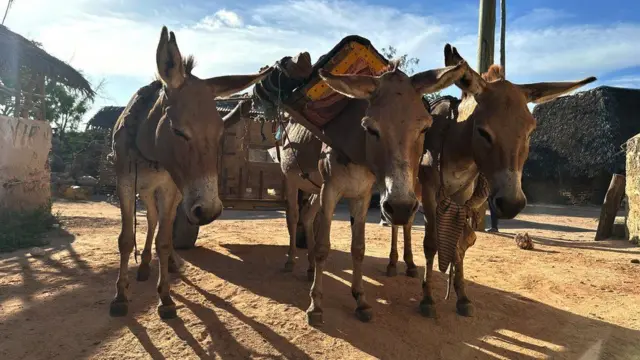 Jumentos trabalham em uma pedreira no Quênia