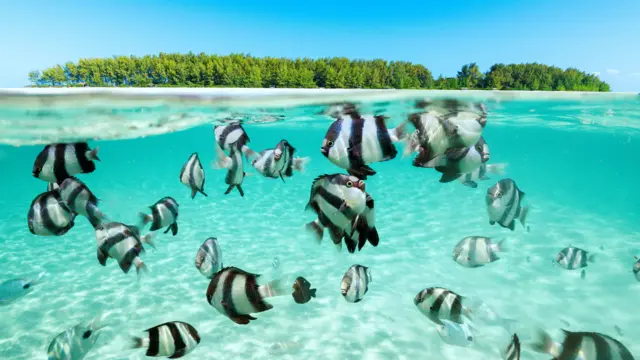 Vários peixes listrados de preto e branco nadam em um mar transparente 
