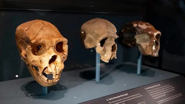 Três crânios um ao lado do outro expostos sob um vidro