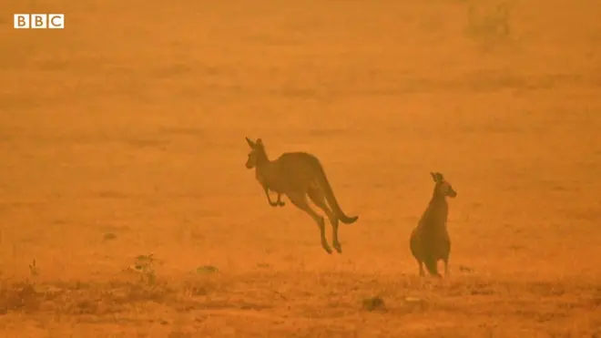 Cangurus em meio a incêndio na Austrália