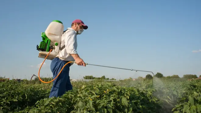 Homem borrifando vegetais em horta