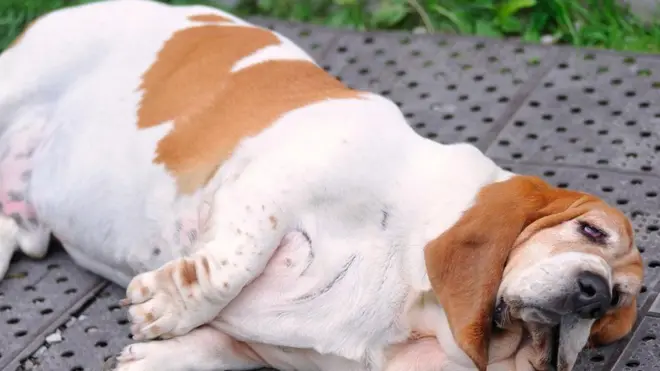 Cachorro gordo deitado no chão