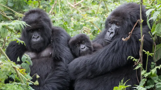 Imagem mostra dois gorilas adultos e um filhote na floresta